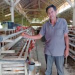 Ternak ayam petelur desa Simpang Sender Selatan hasilkan 700 butir dalam sehari.