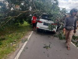 Kayu Aksia Tumbang Menimpa Mobil Avansa warga Rumbia Lampung Tengah.