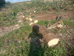 Penebangan Kayu di Kawasan Hutan Lindung Register 38 Sekampung Udik Tidak Tersentuh Hukum.