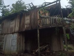 Akibat hujan deras disertai angin kencang satu rumah  di desa Simpang Saga tertimpa pohon tumbang.