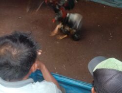 Warga meminta APH bubarkan arena judi sabung ayam di Lampung Timur.