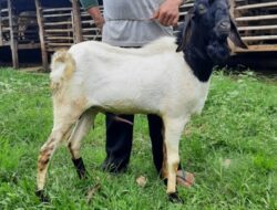 Kades desa Air Rupik disinyalir lindungi ketua BPD jual kambing program ketahanan pangan.