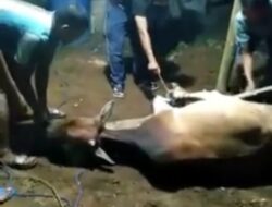 Sapi Ketahahanan Pangan Dijual Kades Balayan, BLT Dibagikan Dua Kali.