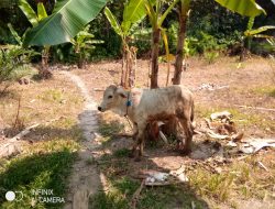 Waw, Ketahanan Pangan Desa Tanjung Beringin Berupa Anak Sapi Telan Anggaran Ratusan Juta