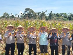 Polres OKU Selatan Hadir Dalam Acara Panen Raya Jagung Mendukung Ketahanan Pangan 