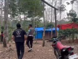 Reskrim Polres OKUS Membongkar Arena Gelanggang Sabung Ayam di Kisam Tinggi