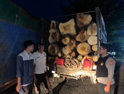 Polsek Pakuan Ratu Amankan Pelaku Pencurian Kayu di Areal Perkebunan Tebu PT PSMI