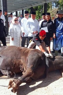 Bupati Tanggamus Hadir Menyaksikan Penyembelihan Hewan Kurban.