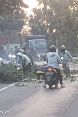 Demi Keselamatan Pengguna Lalu Lintas, UPT PPJ Mojokerto Pangkas Pohon Sepanjang Jalan Raya Kemantren