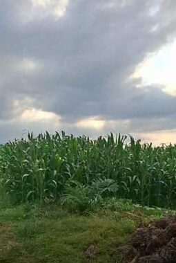 Sejumlah Pihak Management PTPN 4 Kebun Air Batu “Bungkam” Saat Dikonfirmasi Terkait Adanya Tanaman Jagung Di Sebahagian Kawasan HGU AFD 9